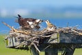 Osprey Feeding Chick