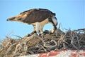 Osprey feeding Chick, Guerrero Negro, Baja California Royalty Free Stock Photo