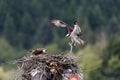 Osprey Feeding Chick in nest Royalty Free Stock Photo