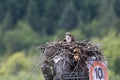 Osprey Feeding Chick in nest