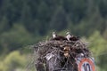 Osprey Feeding Chick in nest