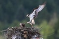 Osprey Feeding Chick in nest Royalty Free Stock Photo