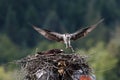 Osprey Feeding Chick in nest Royalty Free Stock Photo