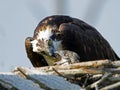 Osprey Feeding Chick