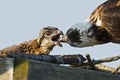 Osprey Feeding Chick