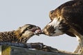 Osprey Feeding Chick Royalty Free Stock Photo