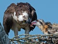 Osprey Feeding Chicks Royalty Free Stock Photo