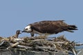 Osprey Feeding Chicks Royalty Free Stock Photo