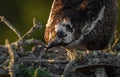 Osprey feeding chicks in the nest in Florida fish Royalty Free Stock Photo