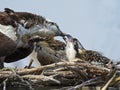 Osprey Feeding Chicks Royalty Free Stock Photo