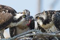 Osprey Feeding Chicks Royalty Free Stock Photo