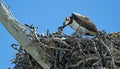 An Osprey feeding fish to it`s chick. Royalty Free Stock Photo