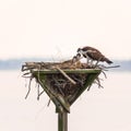 Osprey feeding its chicks in a man-made nest.Blackwater National wildlife refuge.Maryland.USA Royalty Free Stock Photo