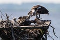 Osprey feeds one of her fledglings in the nest - 3 Royalty Free Stock Photo