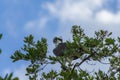 An Osprey female perched watching over her nest