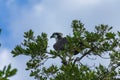 An Osprey female perched watching over her nest