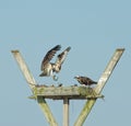 Osprey and fish Royalty Free Stock Photo