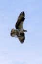 Osprey with Fish Royalty Free Stock Photo