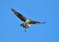 Osprey flying with a fish. Royalty Free Stock Photo