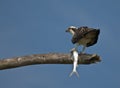 Osprey with Fish Royalty Free Stock Photo