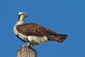 Osprey with fish Royalty Free Stock Photo