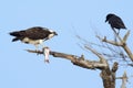 Osprey with fish Royalty Free Stock Photo