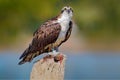 Osprey with fish. Bird of prey Osprey, Pandion haliaetus, feeding on caught fish, Peru. Wildlife scene from nature. Eagle with