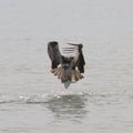 Osprey with fish Royalty Free Stock Photo