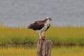 Osprey on the piing eating a fish Royalty Free Stock Photo