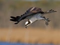 Osprey Fish Dive