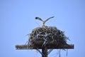 An osprey with a fish in Eastern Washington State Royalty Free Stock Photo