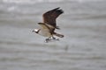 Osprey with Fish Royalty Free Stock Photo