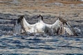 Osprey Fish Grab