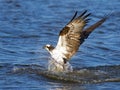 Osprey Fish Grab Royalty Free Stock Photo