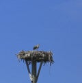 Osprey fish hawk bird nest