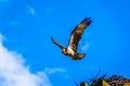 Osprey or Fish Hawk leaving its nest under blue sky, along the Coldwater Road near Merritt