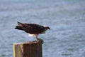 Osprey fish hawk with prey