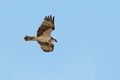 An Osprey, Fish Hawk, Sea Hawk or River Hawk in flight.