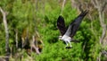 Osprey with a fish it just caught Royalty Free Stock Photo