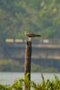 Osprey with fish kannur kerala Royalty Free Stock Photo