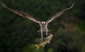 Osprey with a Fish Landing on a Nest Royalty Free Stock Photo