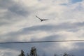 Osprey with Fish