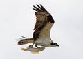 Osprey with Fish Royalty Free Stock Photo