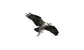 Osprey with fish over white Royalty Free Stock Photo