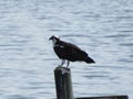 Osprey with fish on pole Royalty Free Stock Photo