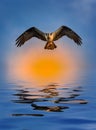 Osprey with Fish at Sunset Reflection in the water Royalty Free Stock Photo