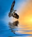 Osprey with Fish at Sunset Reflection in the water Royalty Free Stock Photo