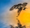 Osprey with Fish at Sunset Reflection in the water Royalty Free Stock Photo