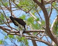 Osprey with fish on tree branch Royalty Free Stock Photo