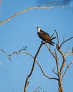 An Osprey, or fishhawk, hunts for prey